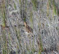 Image de Gallinago magellanica