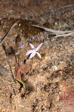 Image of Dainty blue china orchid