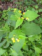 Image of Greenmaniella resinosa (S. Wats.) Sharp