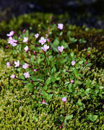 Image of pimpernel willowherb