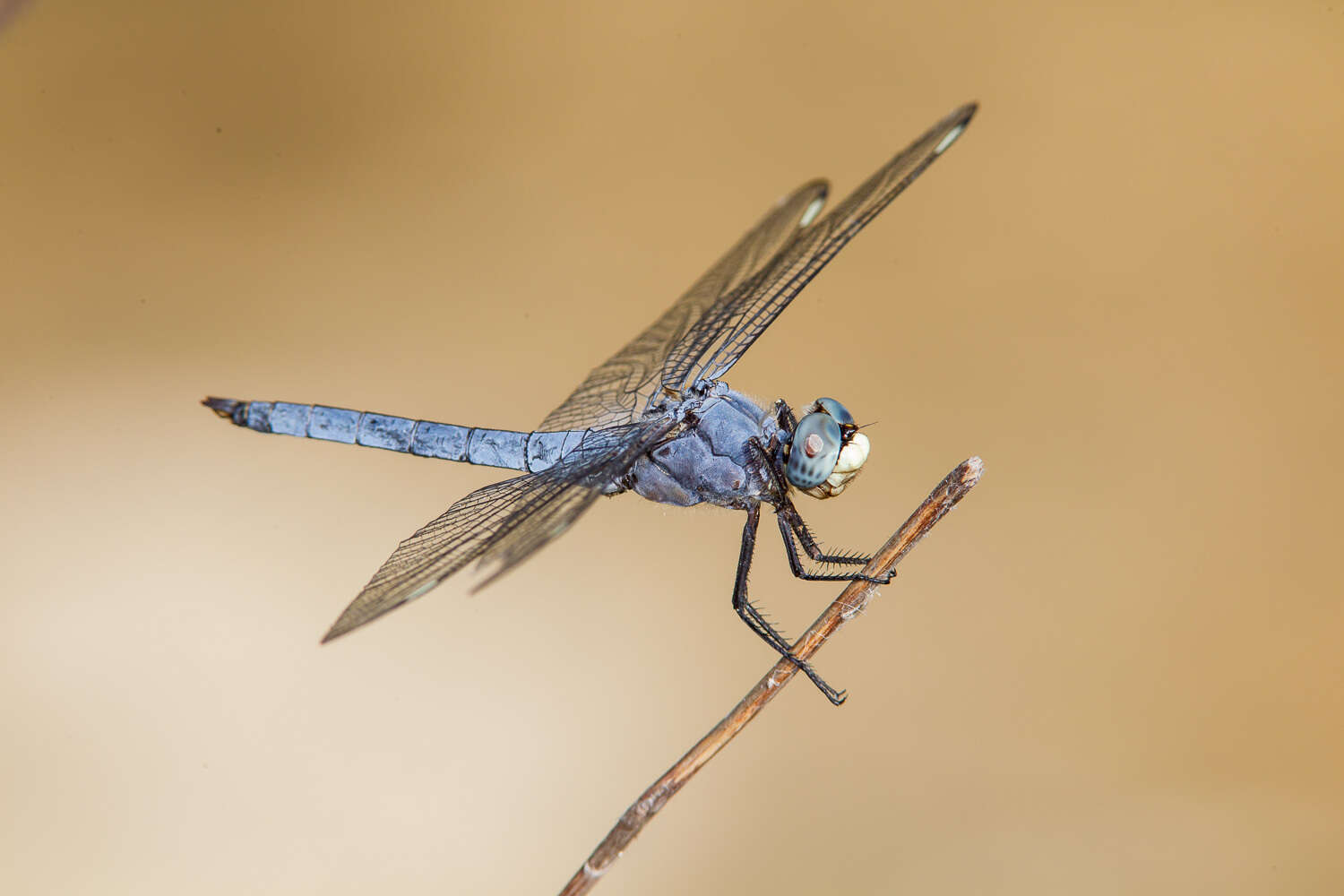 Image of Comanche Skimmer