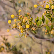 Image de Acacia melleodora Pedley