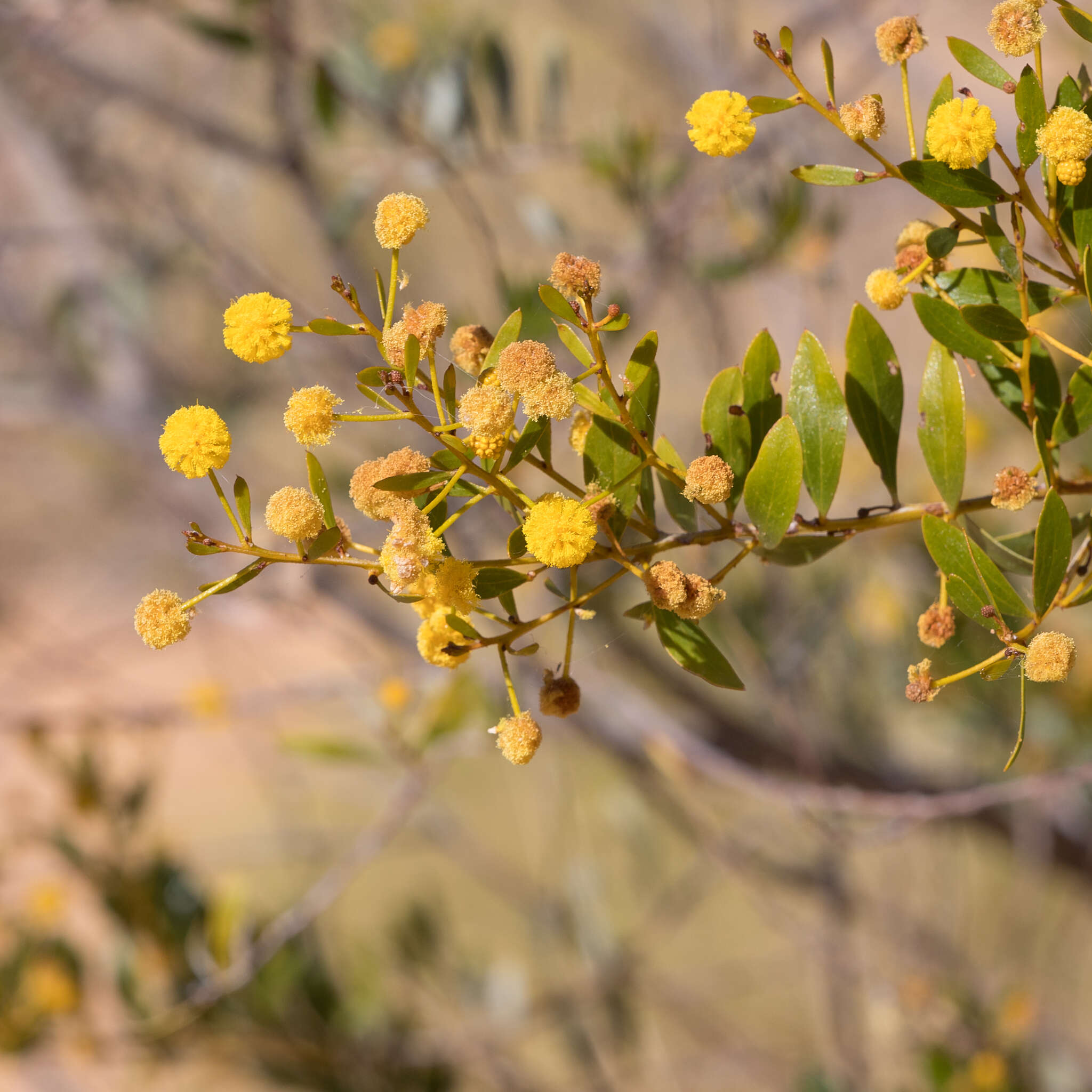 Image de Acacia melleodora Pedley