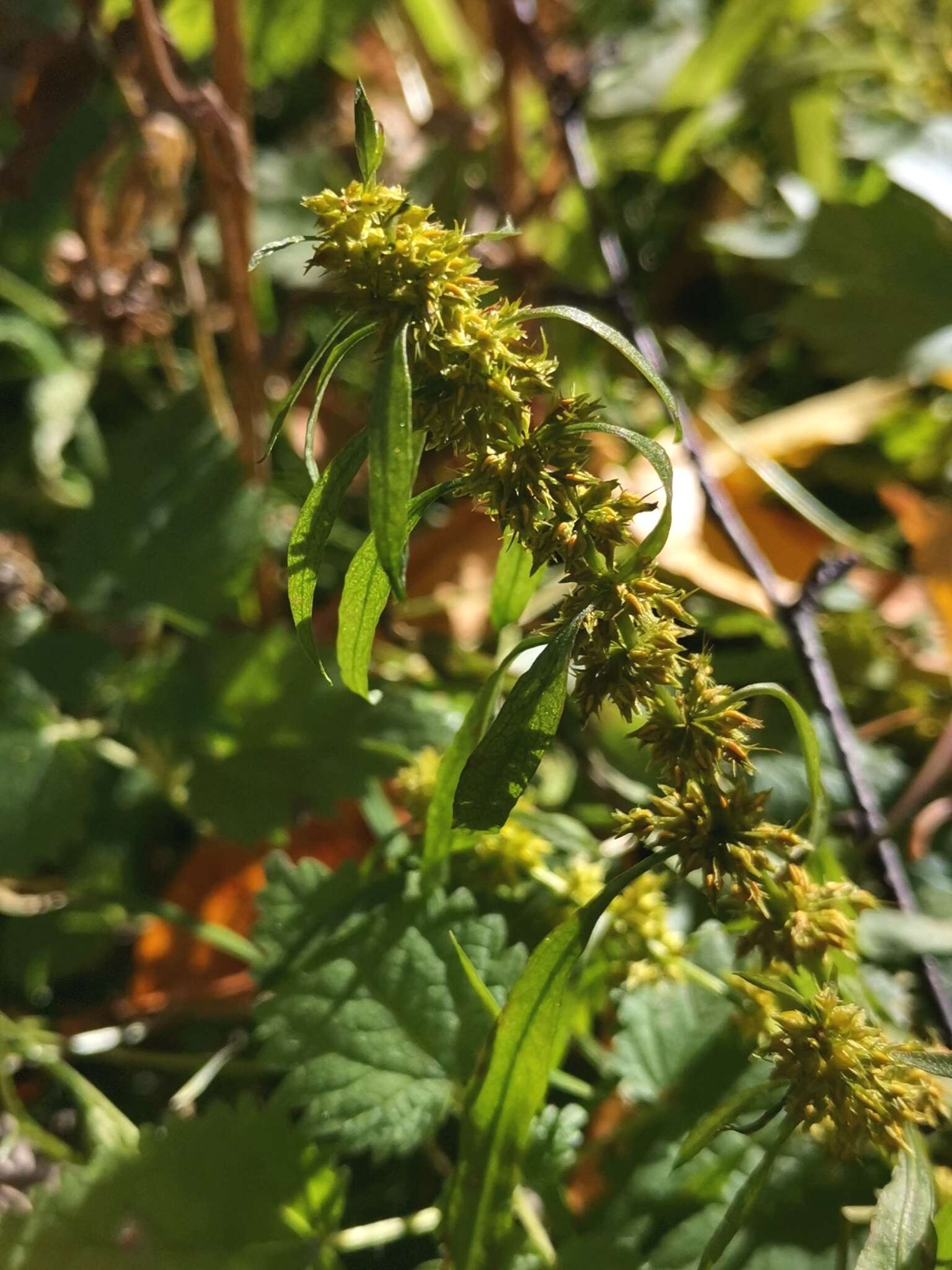 Imagem de Rumex rossicus Murb.