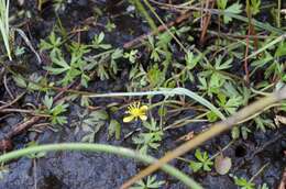 Image of Ranunculus glabrifolius Hook.