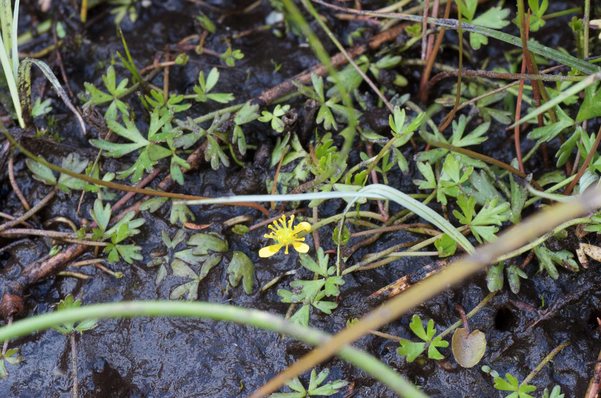 Слика од Ranunculus glabrifolius Hook.