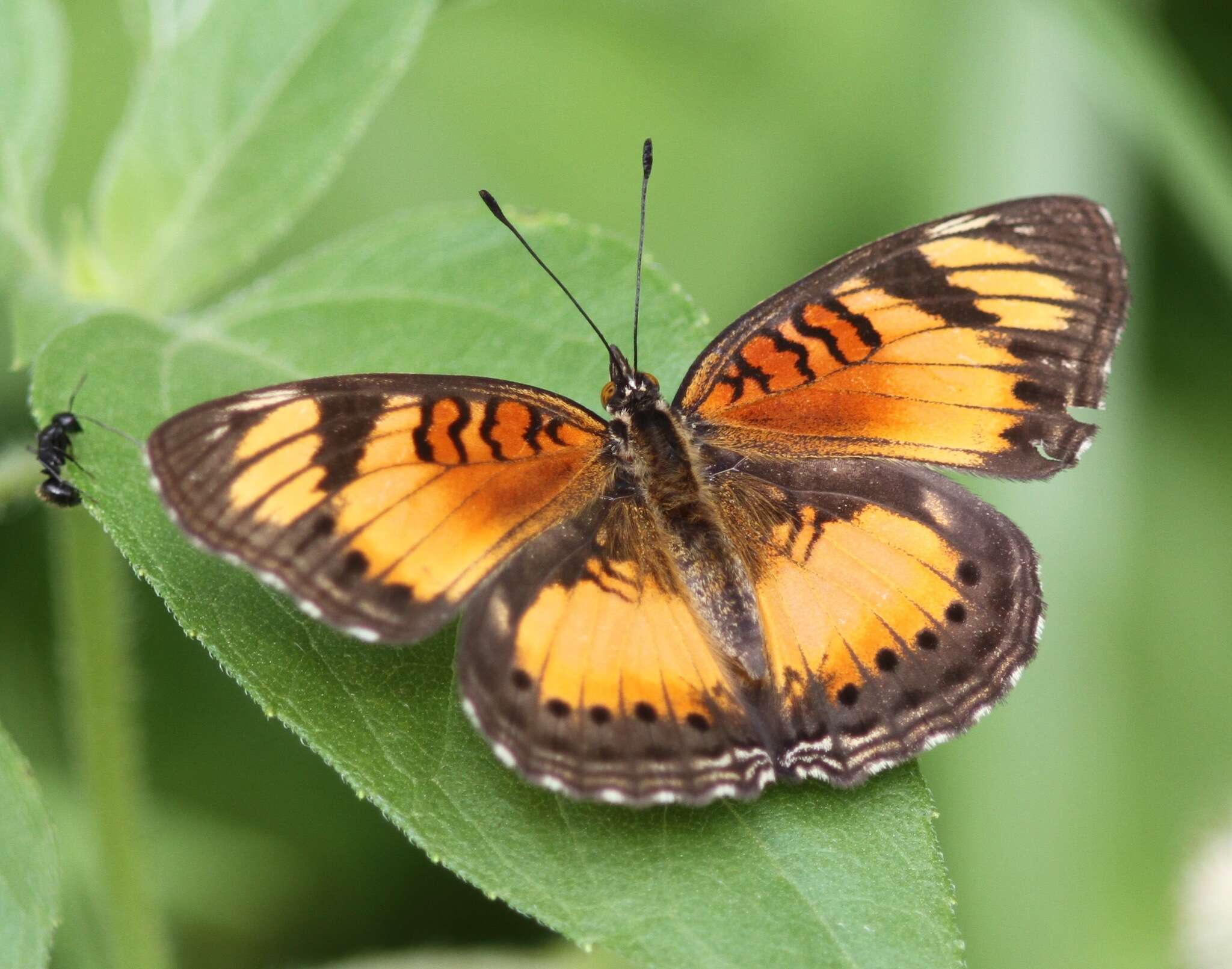 Image of Junonia sophia Fabricius 1793