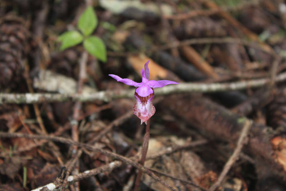 Image of fairy slipper