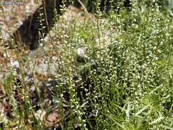 Image of Anarrhinum forskaohlii (J. F. Gmel.) Cuf.