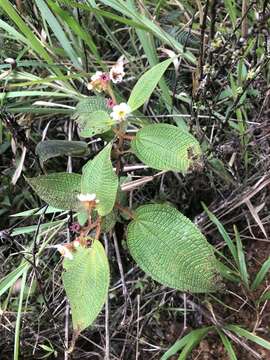 Слика од Miconia araguensis Wurdack