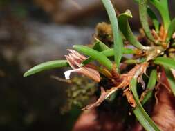 Image of Maxillaria uncata Lindl.