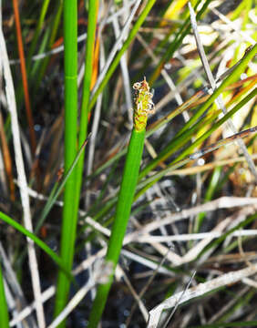 Image of Eleocharis sphacelata R. Br.