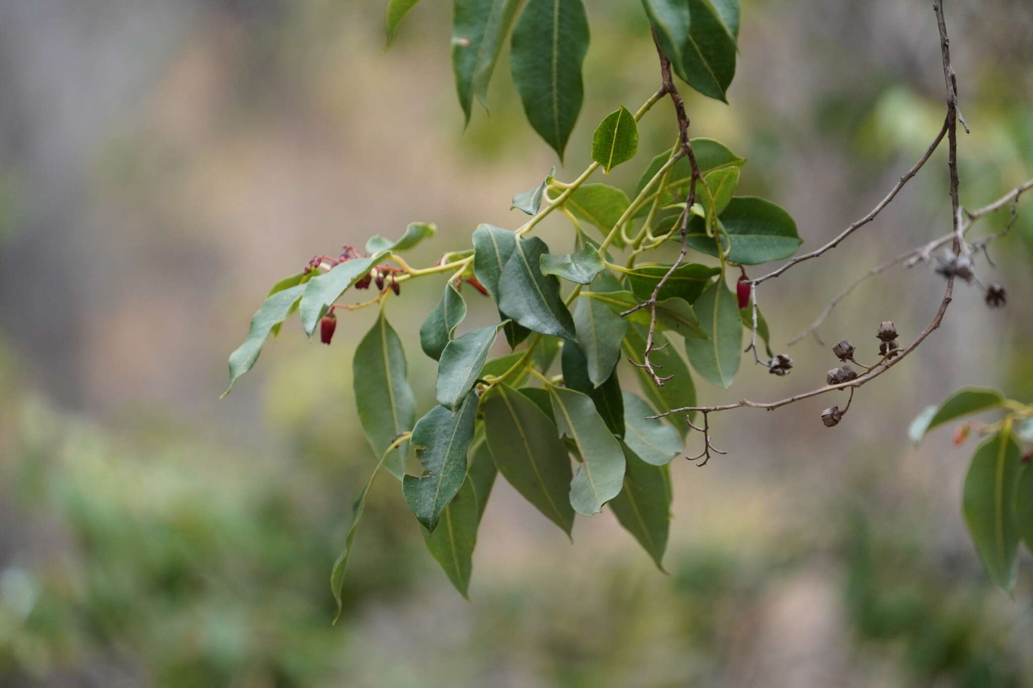 Image of Agarista salicifolia (Lam.) G. Don