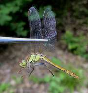 Image of <i>Sympetrum <i>striolatum</i></i> striolatum