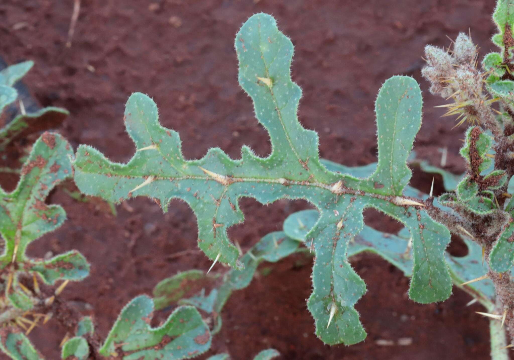 Image of Solanum diversiflorum F. Müll.