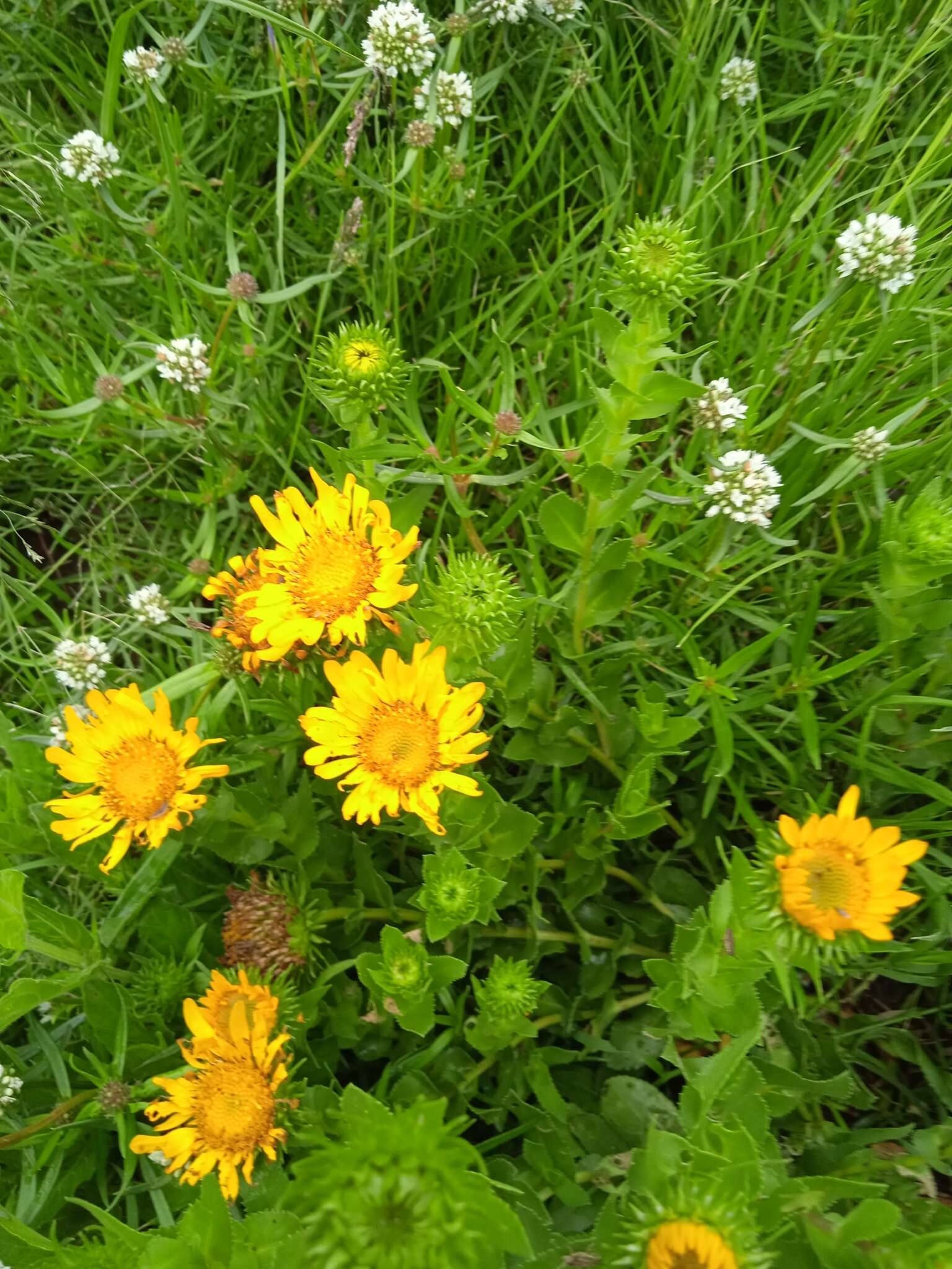 Image of Grindelia inuloides Willd.