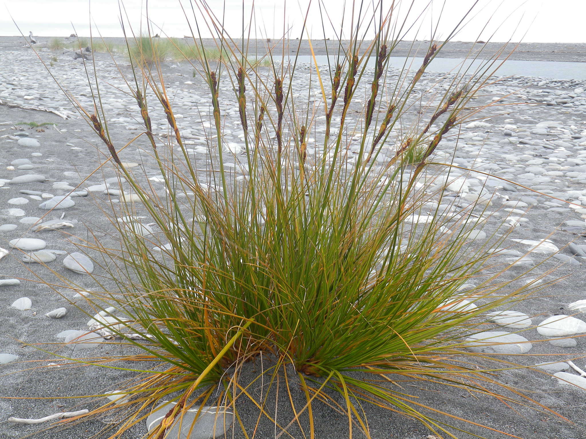 Plancia ëd Ficinia spiralis (A. Rich.) Muasya & de Lange