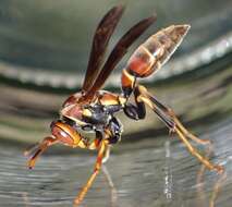 Image of Polistes bahamensis Bequard & Salt 1931