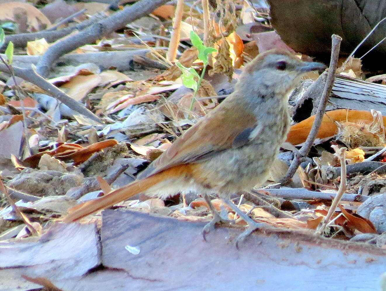 Image of Rufous-tailed Palm Thrush