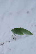 Image of Phylloptera quinquemaculata Bruner & L. 1915