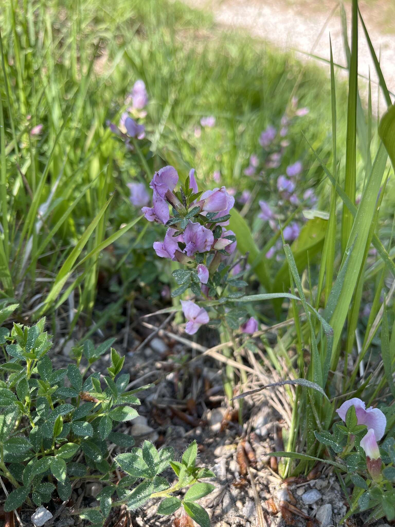 Cytisus purpureus Scop.的圖片