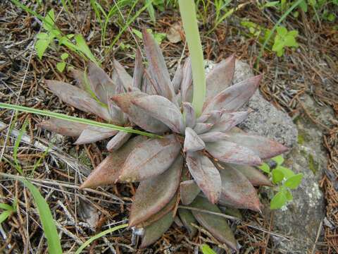 Image of Echeveria craigiana Walther