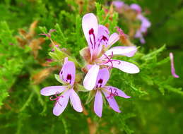 Image of Pelargonium denticulatum Jacq.