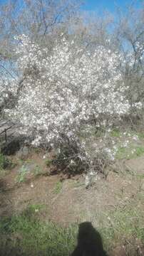 Image of flowering almond