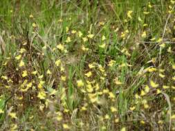 Image of Zigzag bladderwort