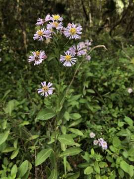 Image of Marsh American-Aster