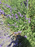 Image of Two-spotted Bumblebee