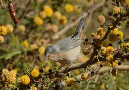 Image of Moltoni's Warbler