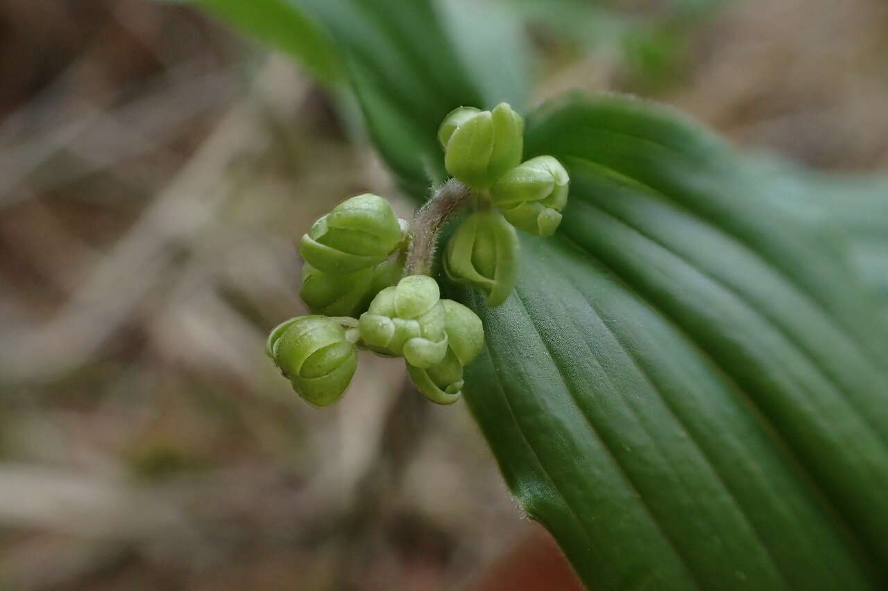 Imagem de Maianthemum formosanum (Hayata) La Frankie