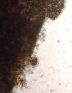 Image of Didymium clavus