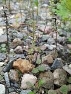 Image of thymeleaf dragonhead