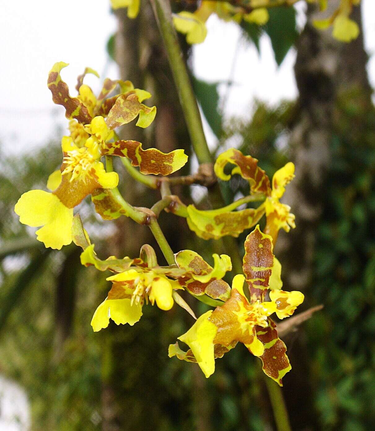 Image of Oncidium baueri Lindl.