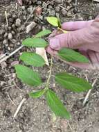 Image of threelocule corchorus