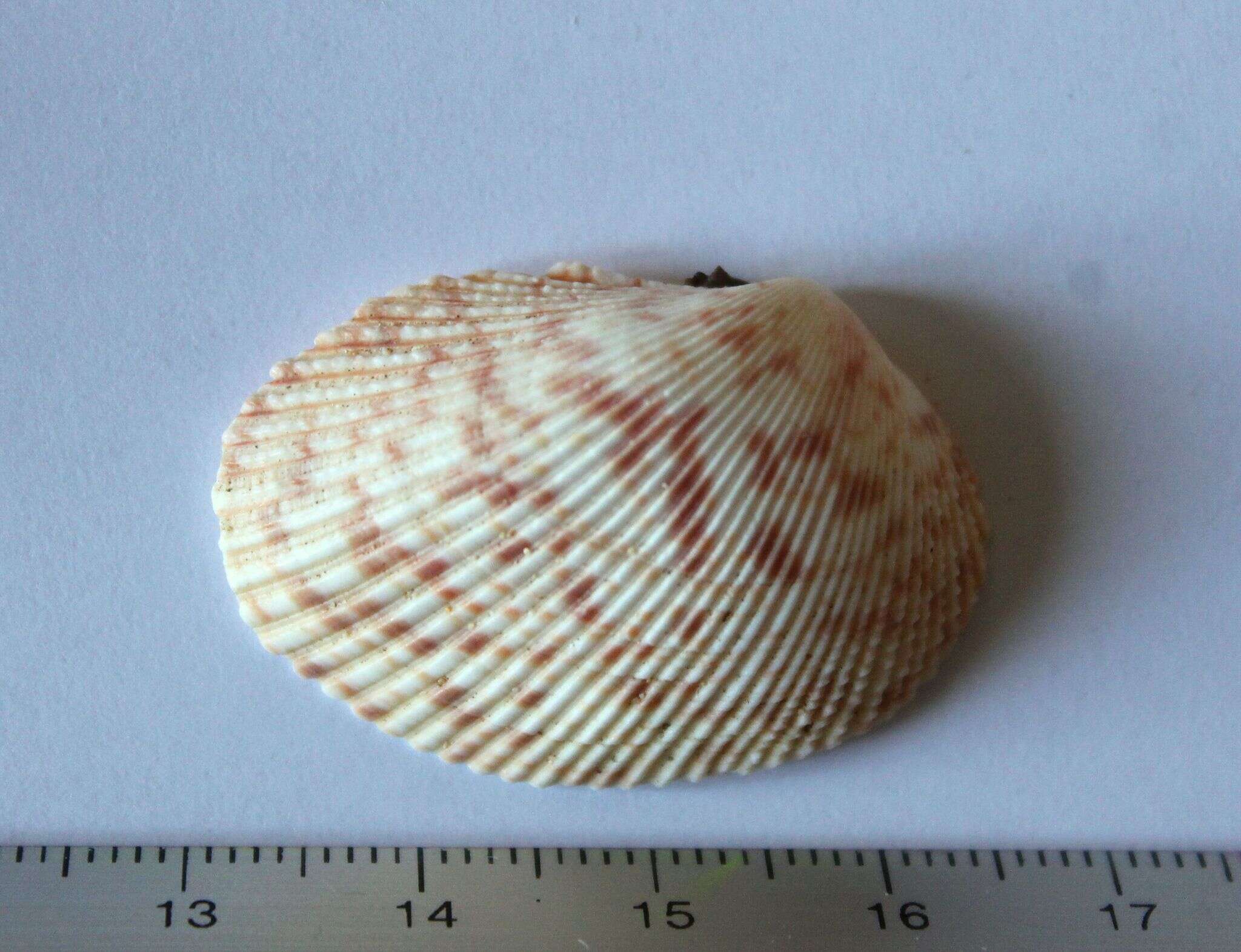 Слика од Papyridea soleniformis (Bruguière 1789)