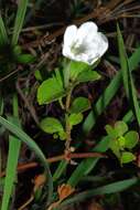 Plancia ëd Ruellia patula Jacq.