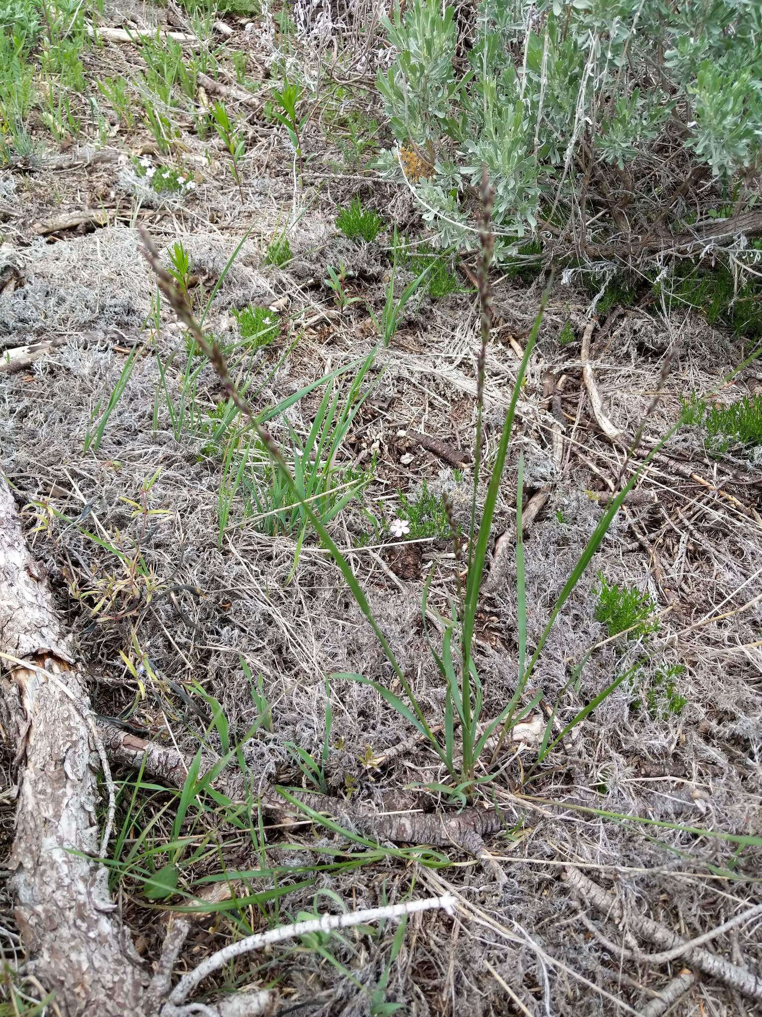 Image de Melica bulbosa Porter & J. M. Coult.