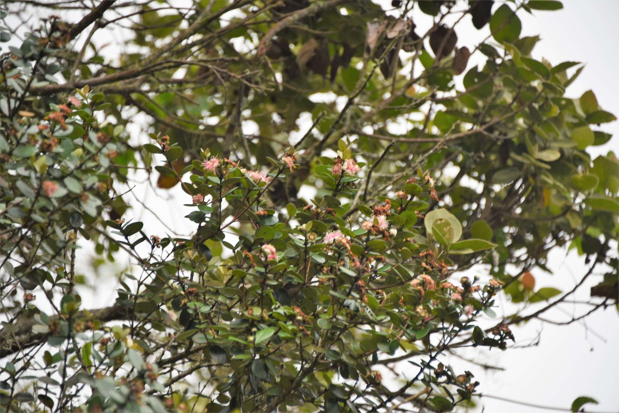 Imagem de Eugenia buxifolia Lam.