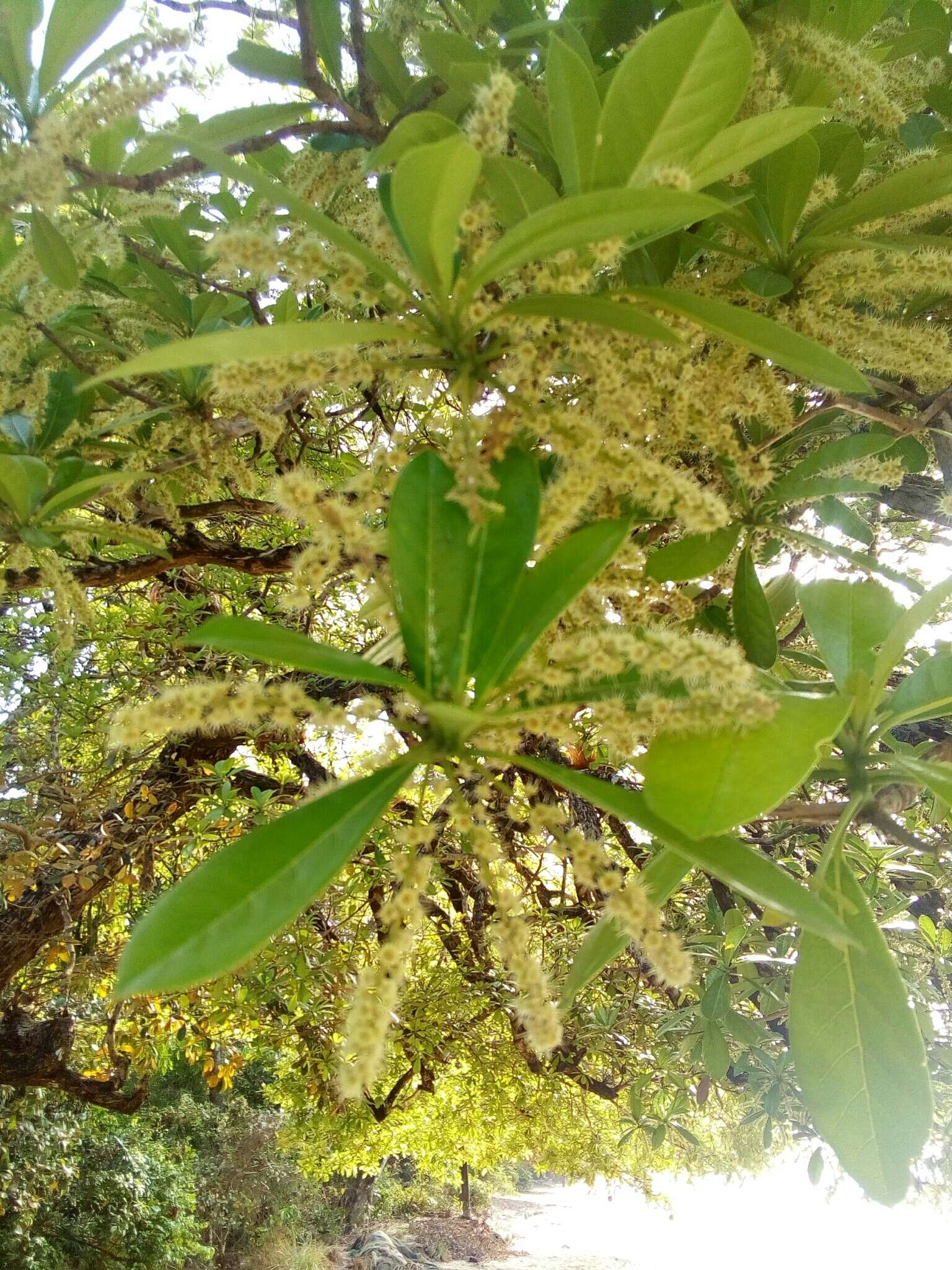 Sivun Terminalia scutifera Planch. ex M. Laws. kuva