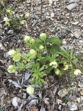 Image of Helleborus viridis subsp. viridis L.