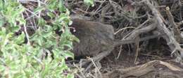 Image of African karoo rats