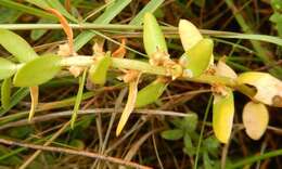 Image of black saltwort