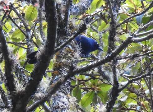 Image of Black-throated Jay