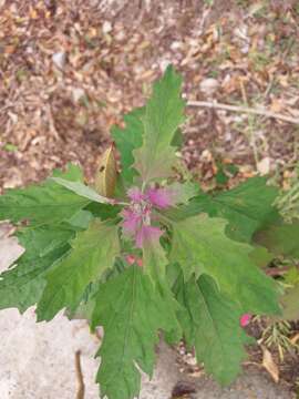 Plancia ëd Chenopodium formosanum Koidz.