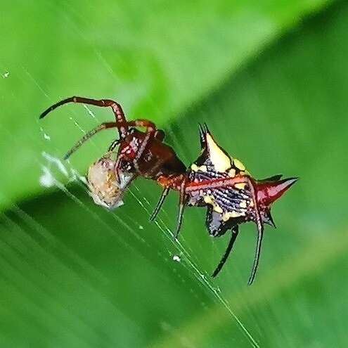 Image of Micrathena schenkeli Mello-Leitão 1939