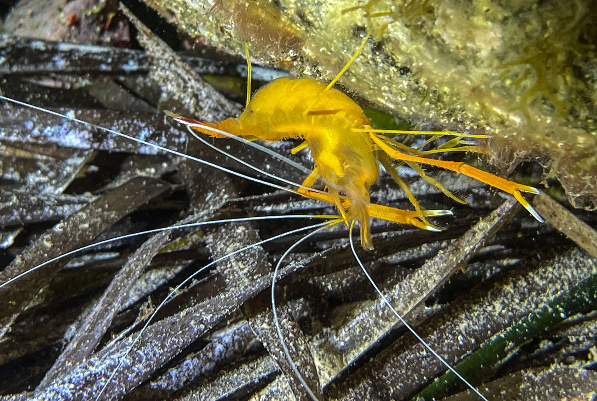 Image of golden coral shrimp