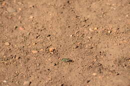 Image of Cowpath tiger beetle